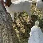 تيوس بورقيت