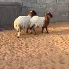 رخال نعيميه العدد 2 طيبات بالحيل