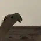 قعود العمر 5 شهور