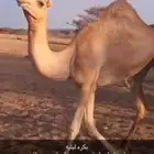 ابل