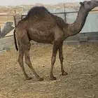 حاشي مفرود