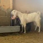 تيس بيور مصري شاق ثني