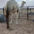 خلفه معها بكره