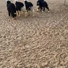 رخال نجد مقاني عفيف