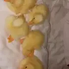 صوص بط بكيني اصفر ناصع للبيع متوفر كميات