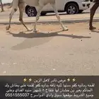 لقحه كفو