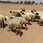 غنم للبيع
