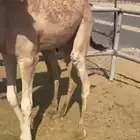 للبيع القعدان الكفو للمبادي وزواجات بلدي