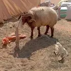 فحل شرط القريع والإنتاج