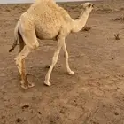للبيع قعود