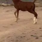 مهر عمره 9 شهور