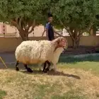 للبيع نعجه دبسا طيبه تحته خروف