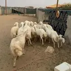 غنم مقاني تم البيع اضغط متابعه