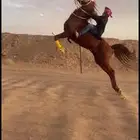 حصان شعبي