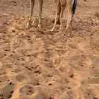 للبيع قعود غرب الشملي 70 كليو