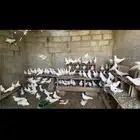 للبيع حمام