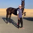 فرس سبوقق