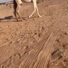 ناقة