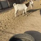 عنز للبيع