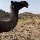 ناقة مجهم كفو مبيوع حاشيها
