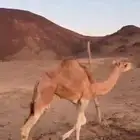 ناقه حره مع ولدها معها اوراقها