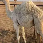 للبيع قعود طيب عمره 7شهور