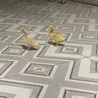بط للتبني