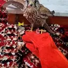 مطلوب باشق