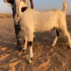 مشروع فحل مطور فاخر