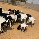 للبيع شياه برابر