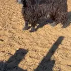 عارضي ثني فاخر