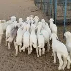 بهم تربيه تم البيع اضغط متابعه