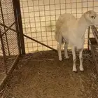 نعرض لكم طلي كايف البيع