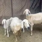 نعجتين ولاد