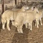 طليان اضاحي جبرة