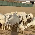 غنم دفع ولاد رخال