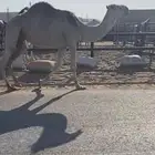 ناقه باكستانيه كفو ومنتج