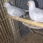 للبيع جوزين يمام