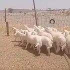 بهم تربيه من ثلاث شهور الي شهرين ونصف طليان
