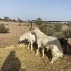 طليان فحول طيبه توهاء داخله سديس