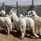 سواكني للبيع
