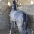 مهر شعبي شيخ