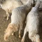 خرفان ورخال اعياد
