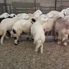 طليان ورخال حريه للتلاجه وللضيوف نظافه وشحم