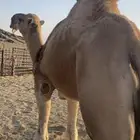 البعير الاشقح المنتج