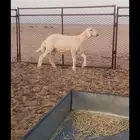 مشروع فحل حري صنف