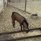 تيسين فل شحم