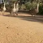 وز عراقي