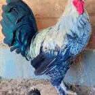 دجاج مهجن بلدي على برهما