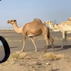 لقحه شعلا